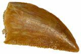 Serrated Raptor Tooth - Real Dinosaur Tooth #361061-1